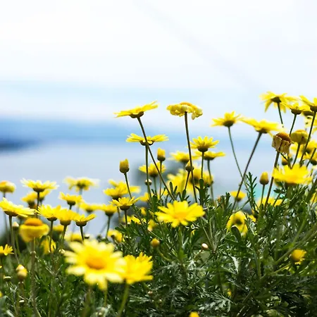 Oberhalb Voloscas Gelegene Moderne Opatija
